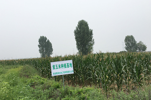 V roce 2015-společnost-aktivně-reagovala-na-národní-cílenou-politiku-zmírnění-chudoby-a-spolupracovala-s-místními-farmáři-v-Jilin-u-založila-borůvky-a-fialové -kukuřičné-výrobní-základy.2