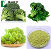 Brokolicový extrakt Prášek z brokolicového extraktu